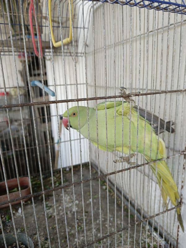 3 green parrot breeding pair 1