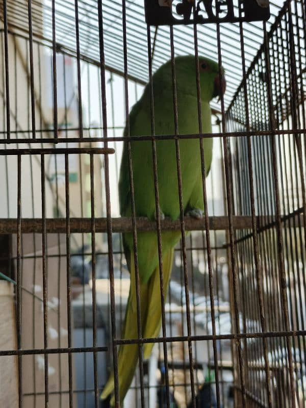 3 green parrot breeding pair 2