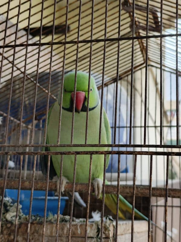 3 green parrot breeding pair 3