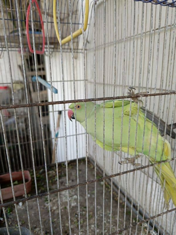 3 green parrot breeding pair 4