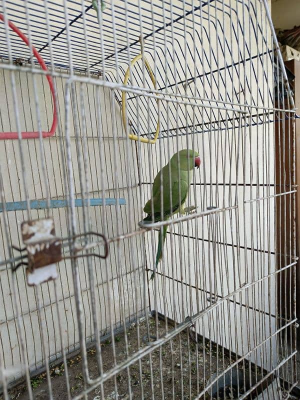 3 green parrot breeding pair 5