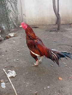 A best Aseel hen