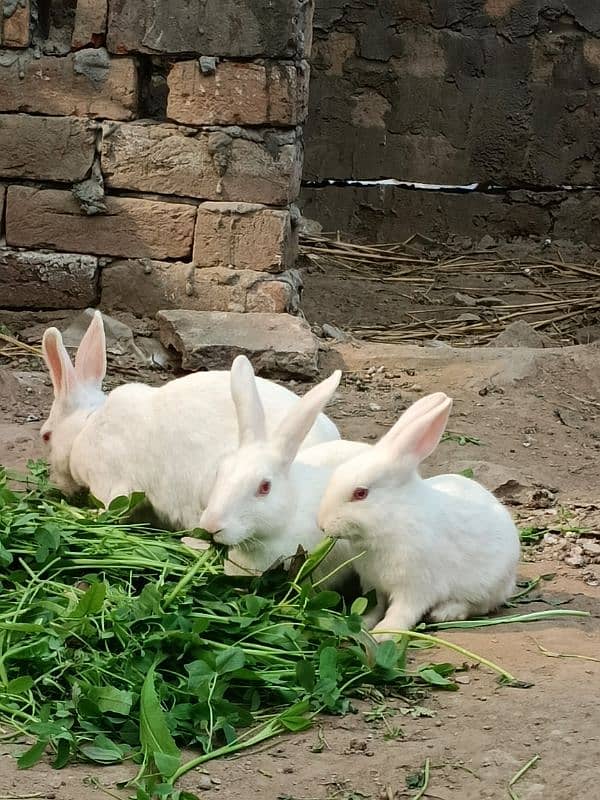 High quality Rabbits 0