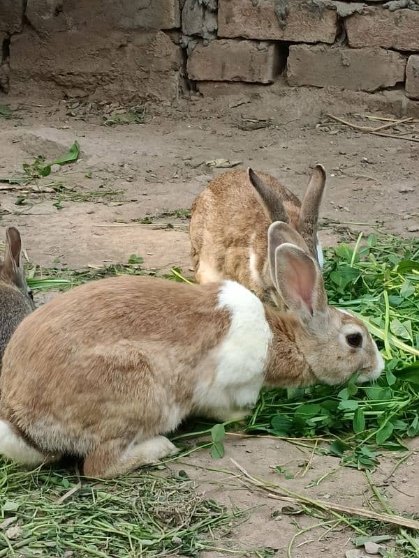 High quality Rabbits 3