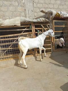 Qurbani 2025 mal Available Shah goat farm