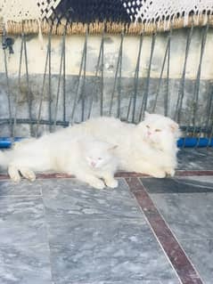 Persian cat pair for sale