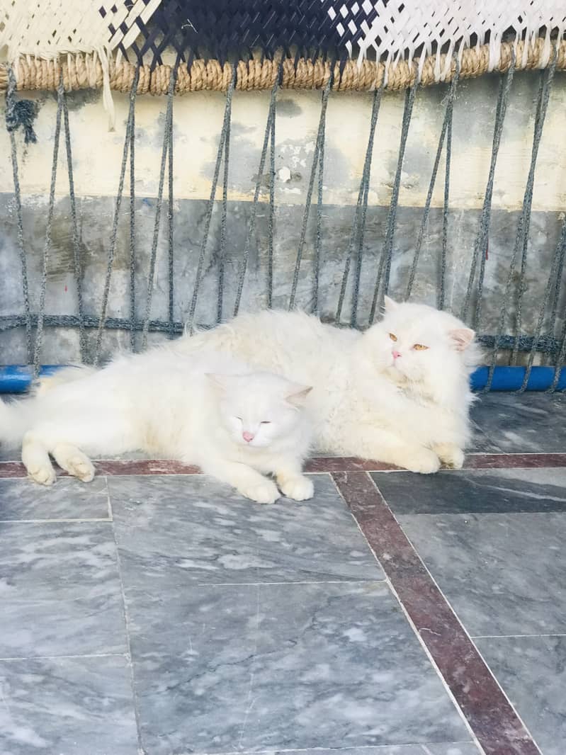 Persian cat pair for sale 0