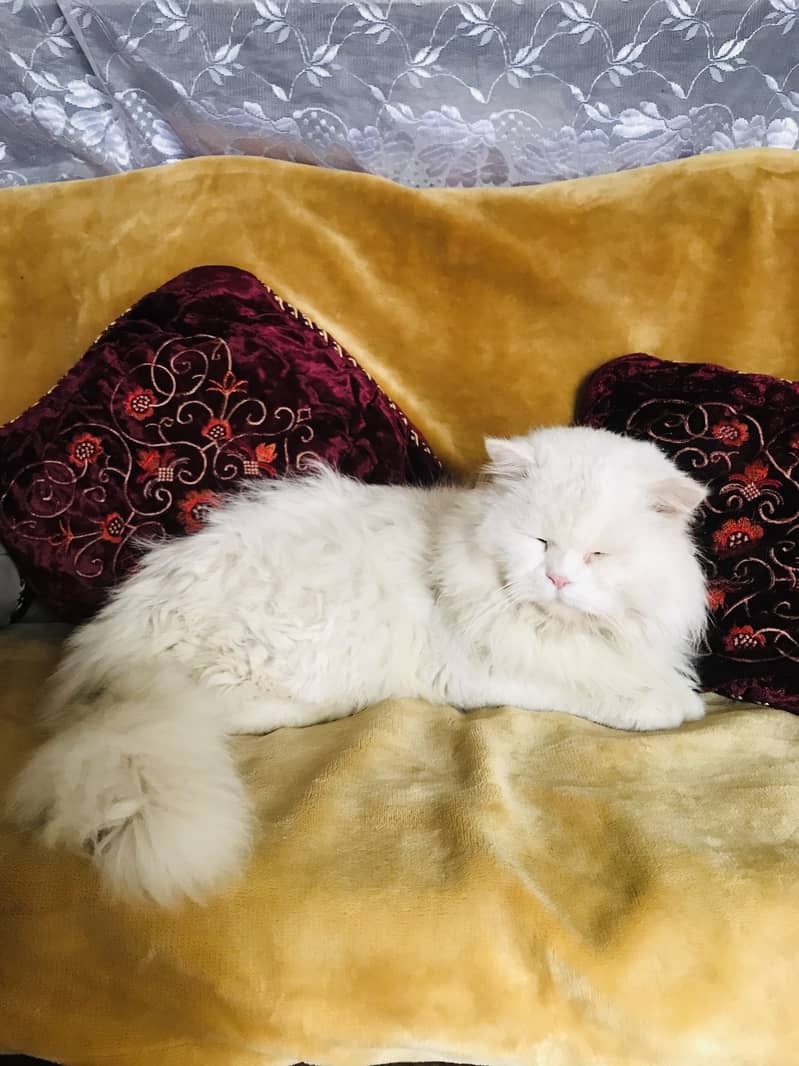 Persian cat pair for sale 3