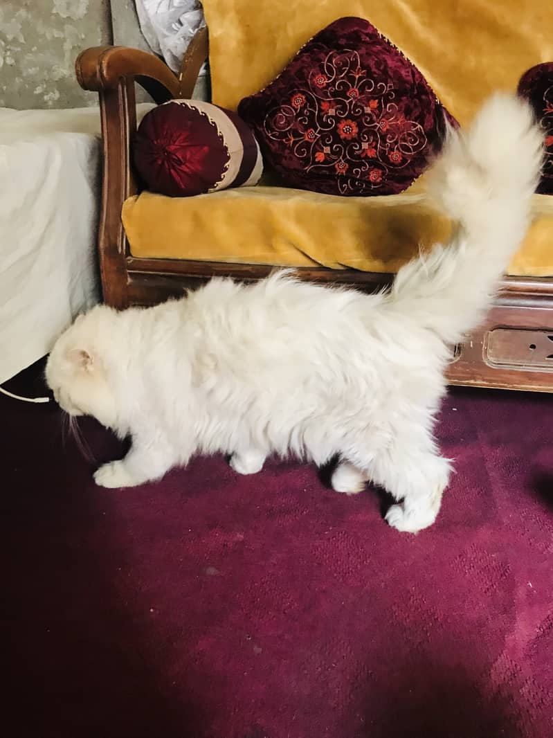 Persian cat pair for sale 4