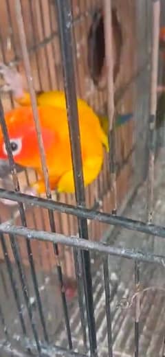 suncour pair bredr and yelow ready 2 breed