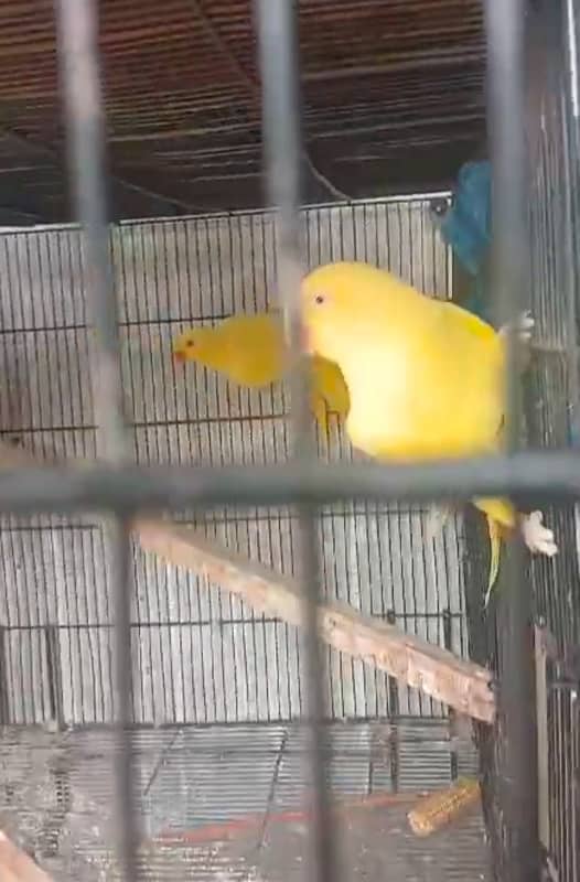 suncour pair bredr and yelow ready 2 breed 3