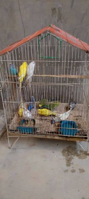 *5 Red Eyes Budgies Breeder Pairs & Two Cages for Sale* 7