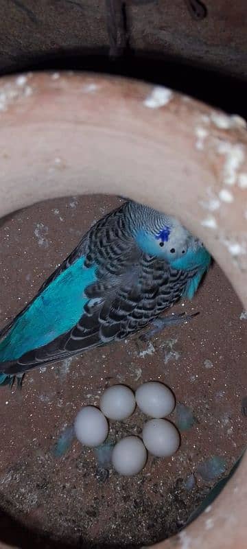 *5 Red Eyes Budgies Breeder Pairs & Two Cages for Sale* 8