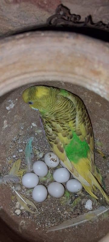 *5 Red Eyes Budgies Breeder Pairs & Two Cages for Sale* 10