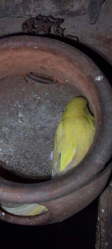 *5 Red Eyes Budgies Breeder Pairs & Two Cages for Sale* 12