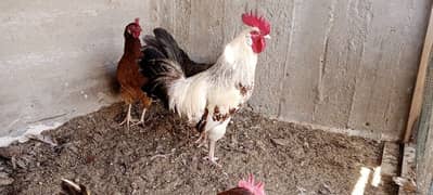 misri hen murga murgi male female