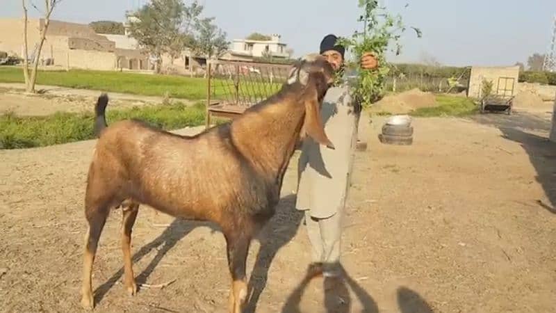 desi Bakra for sale call number 03494717204) 1