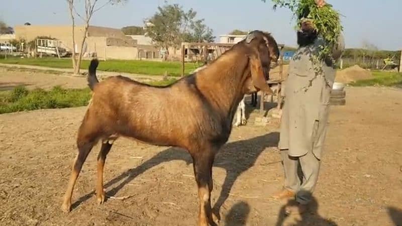 desi Bakra for sale call number 03494717204) 2