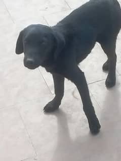 Labrador black healthy