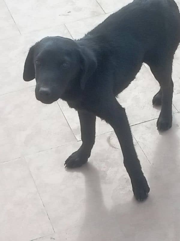 Labrador black healthy 0