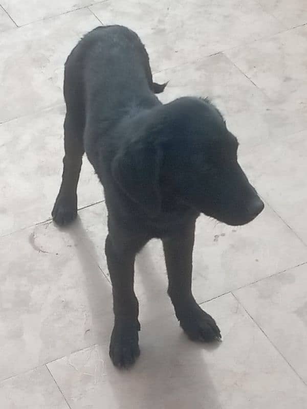 Labrador black healthy 1