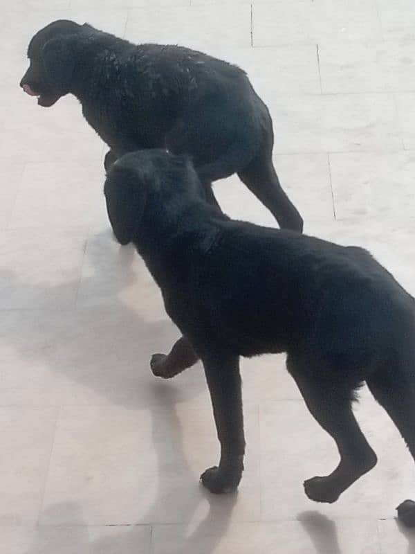 Labrador black healthy 2