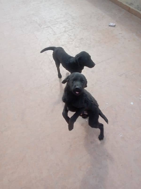 Labrador black healthy 5