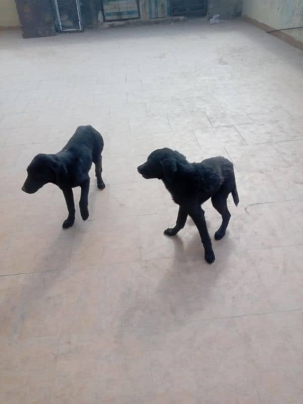 Labrador black healthy 7