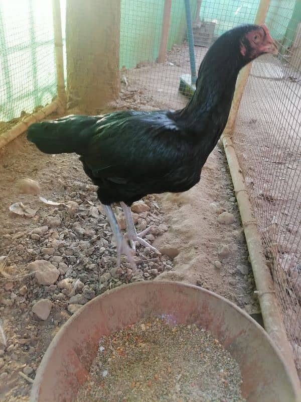 Mushka Aseel Golden Murghi G-9 Urgent sale 1