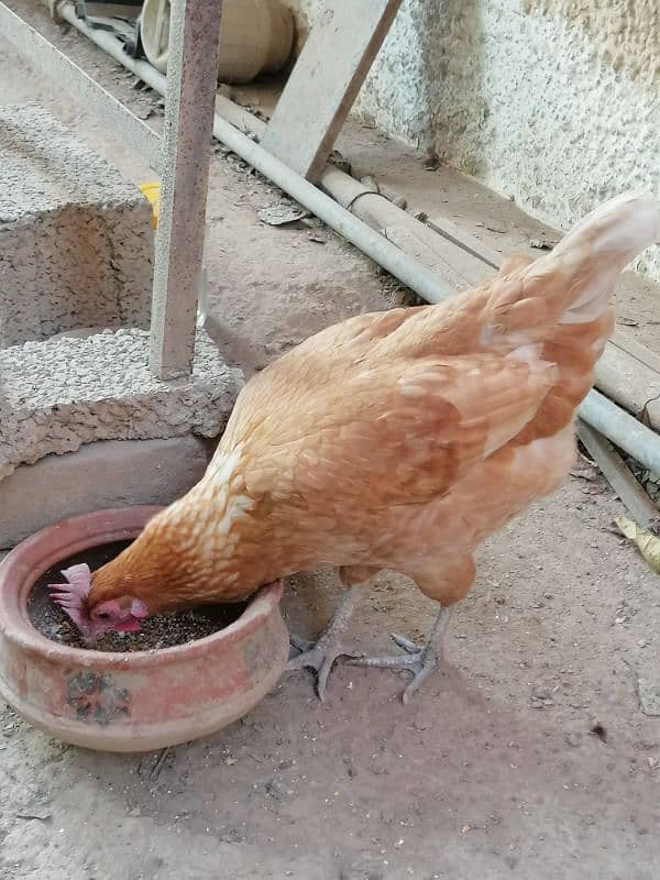 Mushka Aseel Golden Murghi G-9 Urgent sale 3