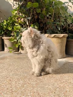 Persian cat for sale white color long coat