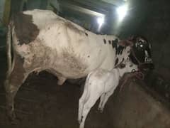 3 cows taazi sui hay /گاک/frezian/jersy