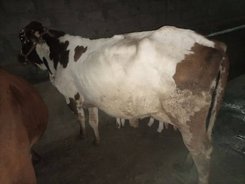 3 cows taazi sui hay /گاک/frezian/jersy 2