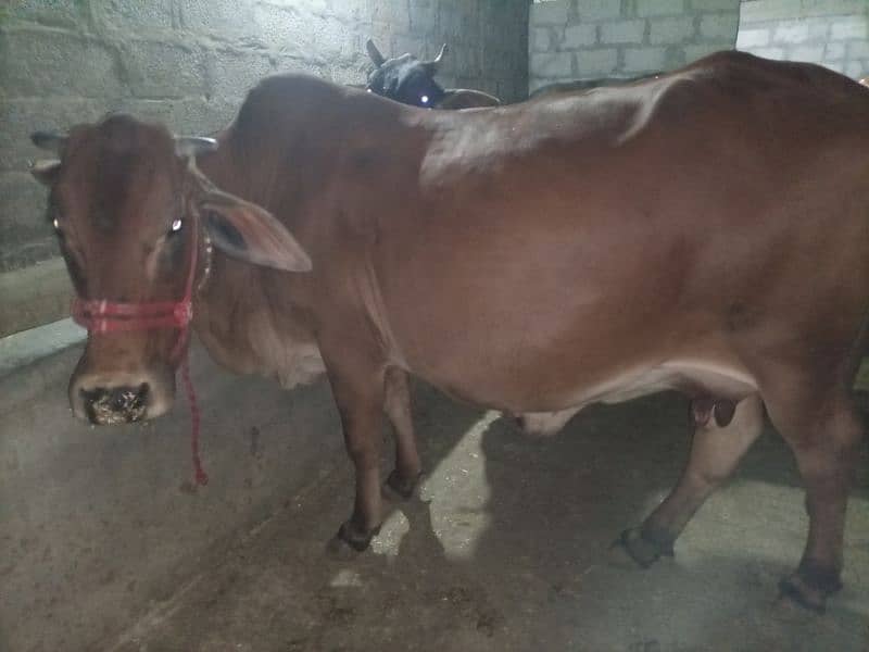 3 cows taazi sui hay /گاک/frezian/jersy 4