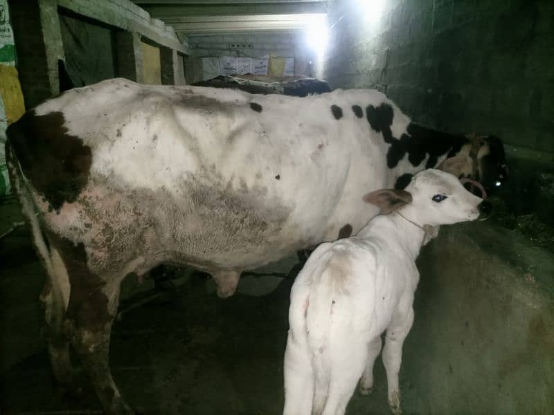 3 cows taazi sui hay /گاک/frezian/jersy 5