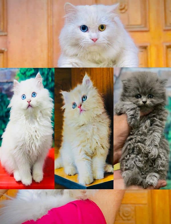 Persian Punch face triple coat cat Kitten 0