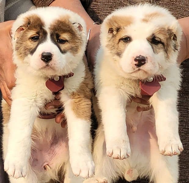 alabai dog king alabai pair  security Dog  alabai puppies  for sale 1