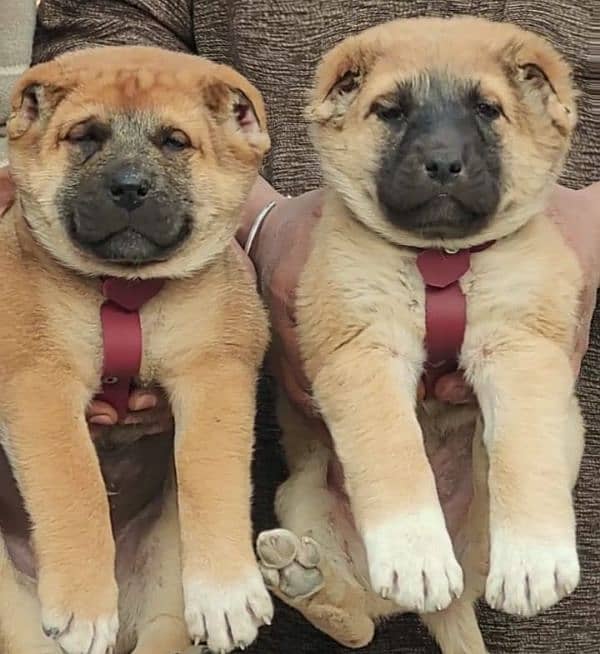 alabai dog king alabai pair  security Dog  alabai puppies  for sale 2