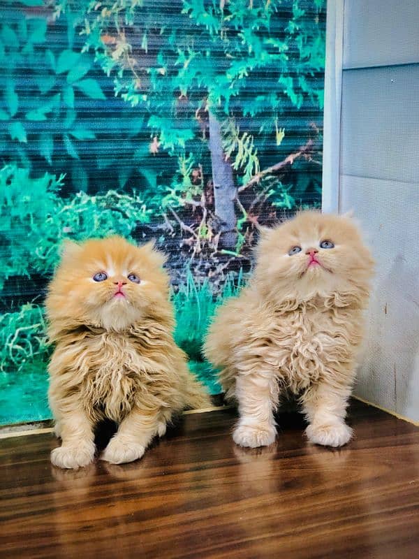 Persian Punch face triple coat cat Kitten 1