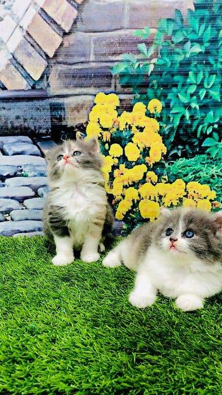 Persian Punch face triple coat cat Kitten 8