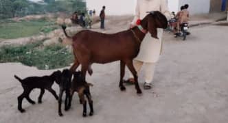 3 Bacchon Ka Sath Desi Bakri For Sale Call me _03298994973