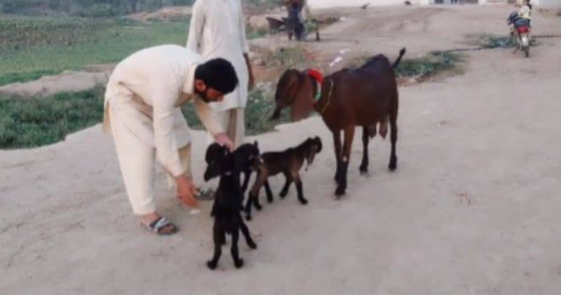 3 Bacchon Ka Sath Desi Bakri For Sale Call me _03298994973 2