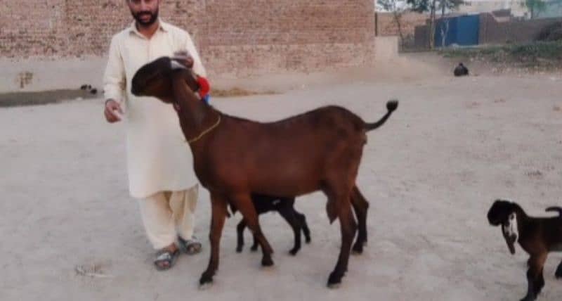 3 Bacchon Ka Sath Desi Bakri For Sale Call me _03298994973 3