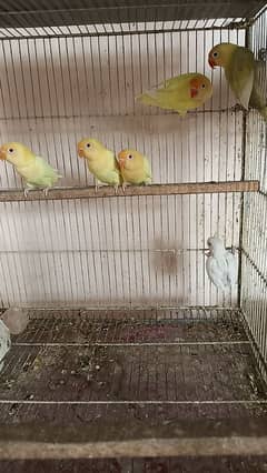 bird sel or cage sel