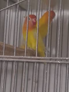 love birds breeding pairs