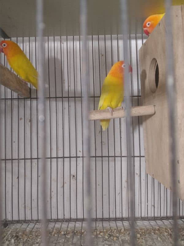 love birds breeding pairs 1