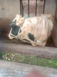 Cow