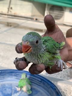 Green Parrot