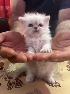 Persian Kitten