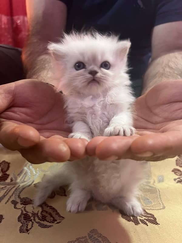 Persian Kitten 0